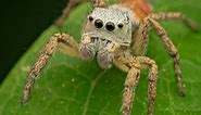 Adorably fuzzy jumping spider sighted for the first time in Indiana