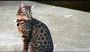The Egyptian Mau is an ancient breed of Egyptian cat thought to be at least 3,000 years old