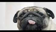 Dog Licker Live Wallpaper FREE Official App Trailer