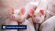 Chinese scientists produce world’s first pigs cloned entirely by robot