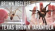 TEXAS-SIZED SPIDERS: Meet a BROWN RECLUSE and a TARANTULA