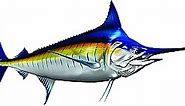 Stripped Marlin Beautiful Fish Decal | Fishing Decal for Boat, Car, Vehicle, Truck Etc. | Waterproof Vinyl Sticker | Many Sizes Styles Available | 12" to 40" by Digital Fish Art (X-Large Position 2R)