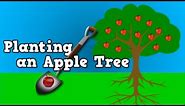 Planting an Apple Tree with Harry Kindergarten!