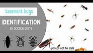 Basement Bugs Identification: 14 Bugs You Might Find in a Basement