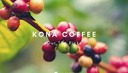 5 Best Kona Coffee Brands From Hawaii [May 2024 Update]
