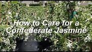 How to Grow Confederate Jasmine in the Home Landscape for SUPER FRAGRANT Flowers!