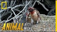 Homewrecking Penguin | Animal Fight Night (Original)