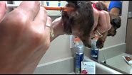 How to Give a Puppy a Warm Water Enema