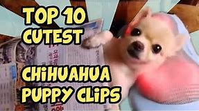 TOP 10 CUTEST CHIHUAHUA CLIPS OF ALL TIME