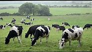 Black & White Cows Eating Grass & Coming Close, County Wicklow, Ireland