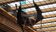 The Biggest Bat in the World - Flying Fox
