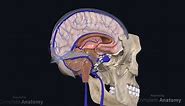Venous Drainage of the Brain | Anatomy | Geeky Medics