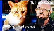 This Kitty Keeps Attacking His Owners! | My Cat From Hell (Full Episode)