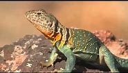 Collared Lizard - Discover Nature (KRCG)