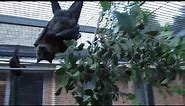 Flying-foxes Getting Chatty