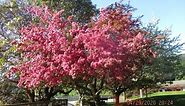 Best Red flowering Crabapple Tree