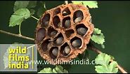 Very ripe lotus seeds ready for dispersal