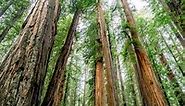 15 (STUNNING) Things to Do in Redwood National Park 2024