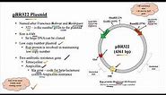 What are Plasmids. What are different types of plasmids. pSC101, pBR322, pUC18 plasmids