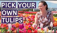 🌷 The BEST WAY to see Dutch Tulip Flower Fields near Keukenhof and Amsterdam