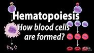 Hematopoiesis - Formation of Blood Cells, Animation