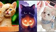 Cute Cats Wallpapers | Amazing cat wallpapers | Cats DP - HD