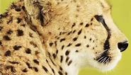 Cheetah's Inner Ear: Built to Handle Speed