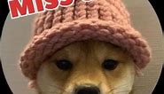 Miss Out on $WIF ? Dog Wif Hat Meme Coin #crypto #memecoins #dogwifhat
