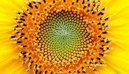6 Fascinating Places to See the Fibonacci Sequence