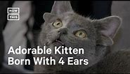 Kitten Born With Four Ears Steals Internet's Heart