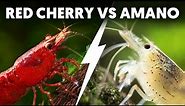 Red Cherry Shrimp VS Amano Shrimp: Ultimate Aquarium Showdown 🦐