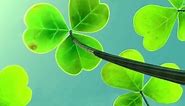 Shamrock Live Wallpaper