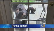 Three Bear Sightings In Mahwah, N.J. Neighborhood