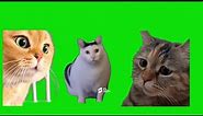 15 Cat Memes For Chroma Key Green Screen Templates
