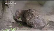 Teddy Bear the Porcupine (Asian brush-tailed porcupine) |Asia Animals|