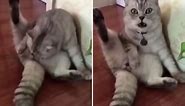 Hilarious moment cat’s face drops in shock as it realises it has been neutered while licking itself