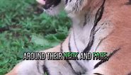 Sumatran Tiger:🐅 An Endangered Species and Smallest Tiger Subspecies