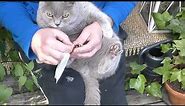 How to stop bleeding cat paw | Wrapping a bandage over the wound