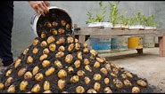 Using this method, You can grow potatoes all year round. Growing potatoes in plastic containers