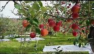 Apple Picking in Aomori