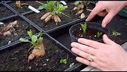 How to take dahlia cuttings
