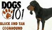 Black and Tan Coonhound | Dogs 101