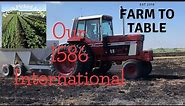 Our 1586 International Tractor