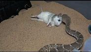 Female Red Diamond Back Rattle snakes eats a ASF RAT! FULL VIDEO!