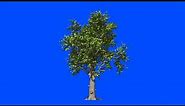 TREE WITH FOLIAGE BLUE SCREEN CHROMA 4K