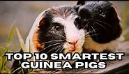 Top 10 Smartest Guinea Pig Breeds