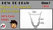 Regions Of The Tongue For Different Tastes Diagram || Diagram Of Human Tongue