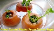 How to grow Carrot Plant from Carrot tops to yield seeds