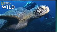 Sea Turtles 101 | Nat Geo Wild