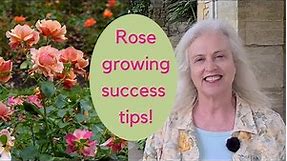 Growing roses - expert tips on choosing and caring for roses